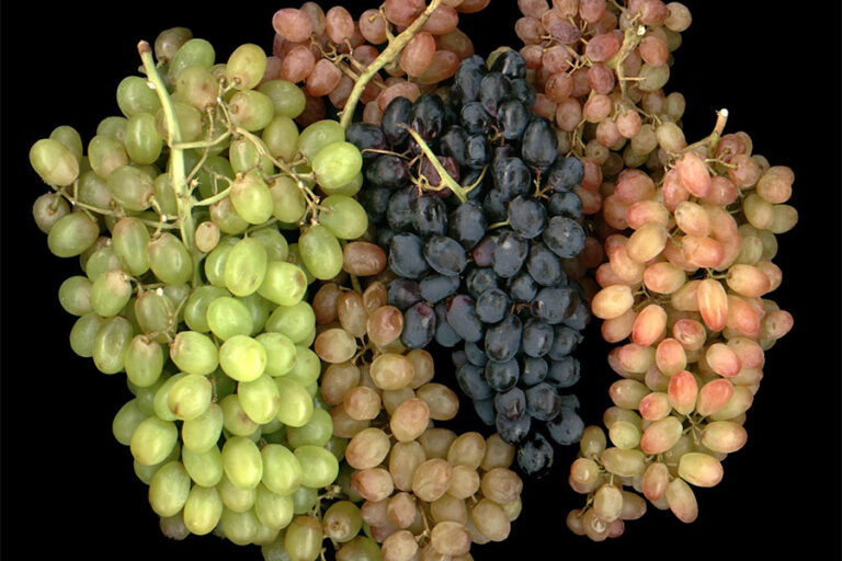 phenols dans le vin