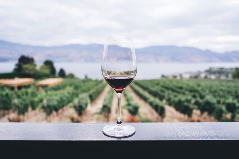 pinot noir d'alsace