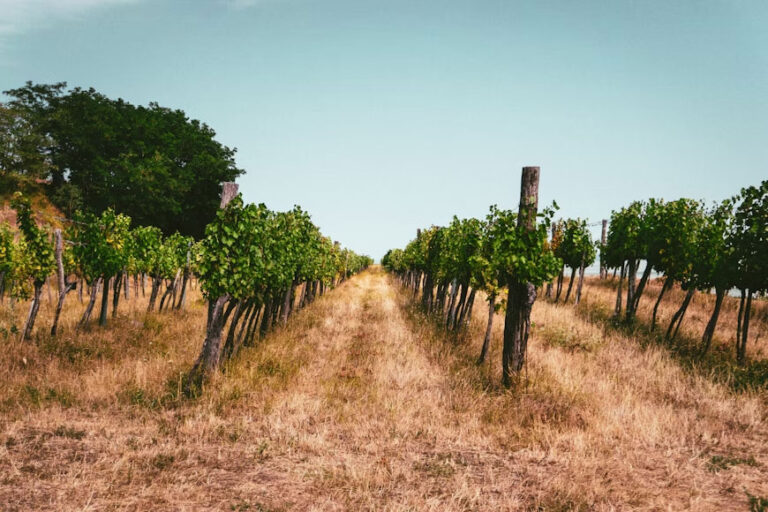 réchauffement climatique vin