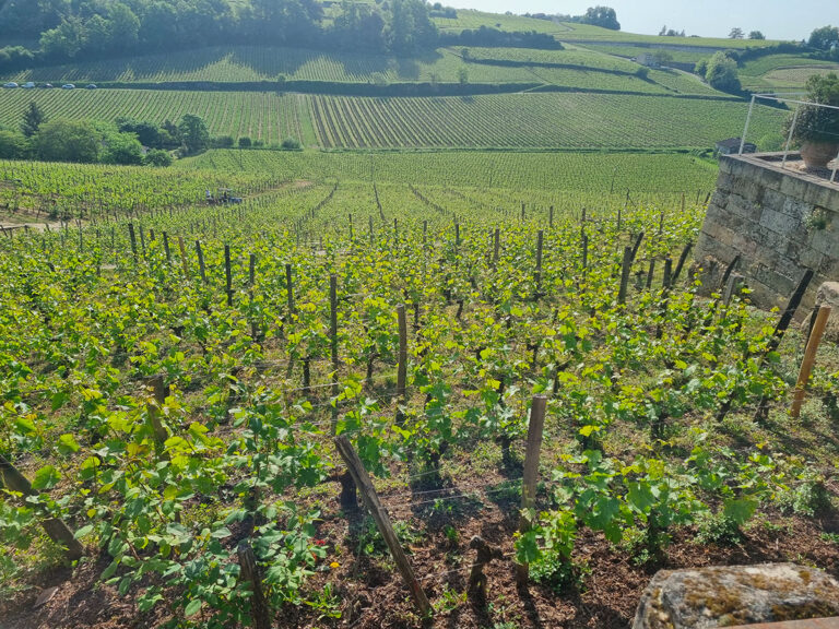 renouveau vignoble bordelais