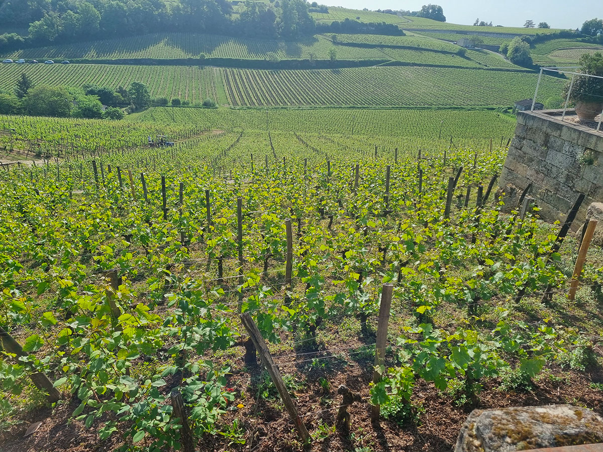 renouveau vignoble bordelais